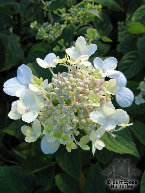 HYDRANGEA paniculata 'Pink Diamond' 